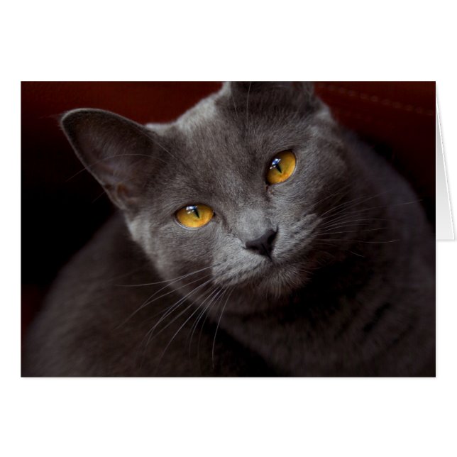 Lovely eyes (Front Horizontal)