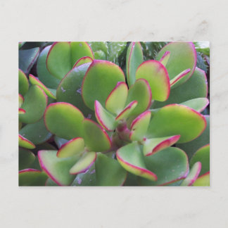 Lovely Gardens of Oxnard by the Beach... Postcard