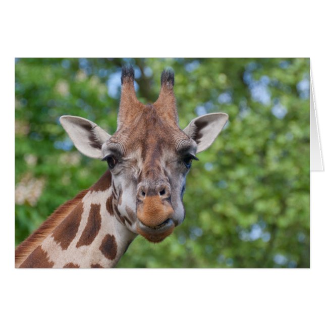 Lovely Giraffe Portrait Cards (Front Horizontal)