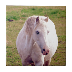 Lovely Grey Pony Ceramic Tile