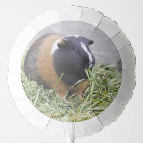 lovely guinea pig balloon