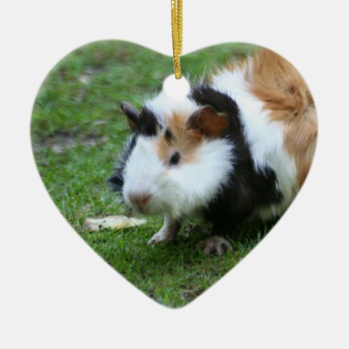 lovely guinea pig iv ceramic ornament