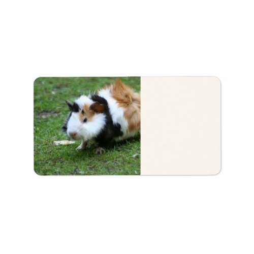 lovely guinea pig iv label