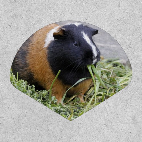lovely guinea pig patch
