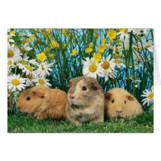 Lovely Hamsters 35 Cards