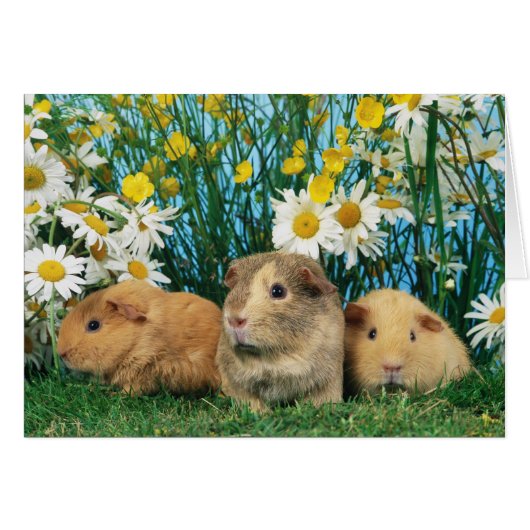 Lovely Hamsters 35 Cards (Front Horizontal)