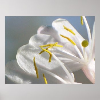 Lovely Honeysuckle Poster by Honeysuckle_Sweet at Zazzle