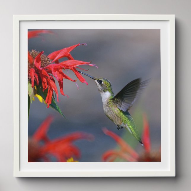 Lovely Hummingbird Feeding  Peel And Stick Photo Tile (Front Set)