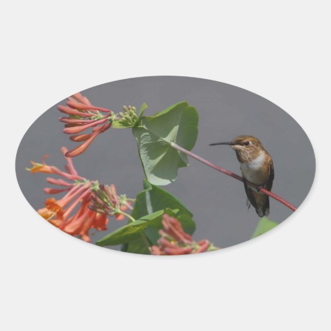 Lovely Hummingbird Oval Sticker (Front)