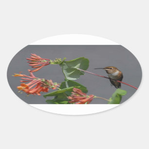 Lovely Hummingbird Oval Sticker