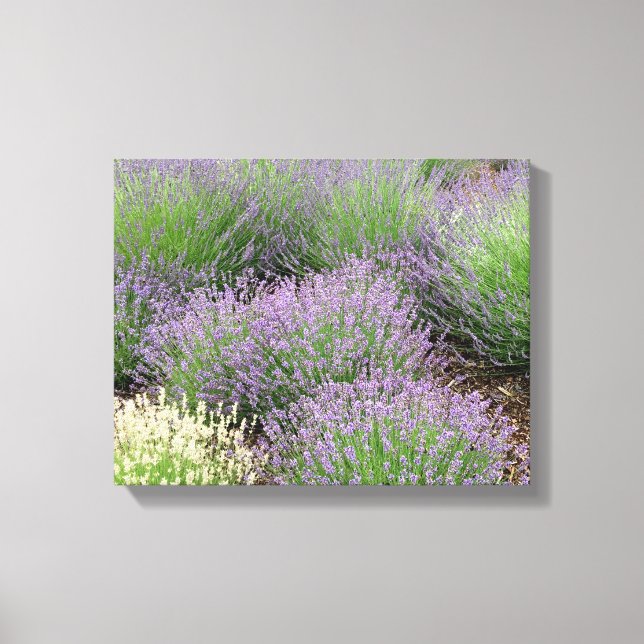 Lovely Lavender Canvas Print (Front)
