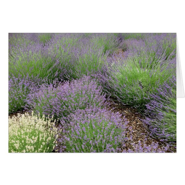 Lovely Lavender Cards (Front Horizontal)