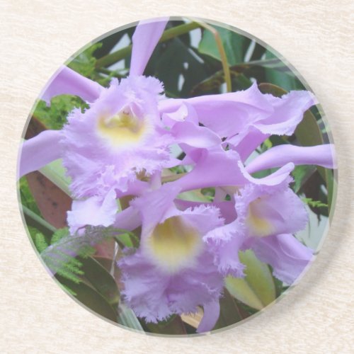 Lovely Lavender Orchids Coaster