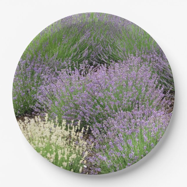 Lovely Lavender Paper Plates (Front)
