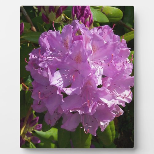 Lovely Lavender Rhododendron Plaque