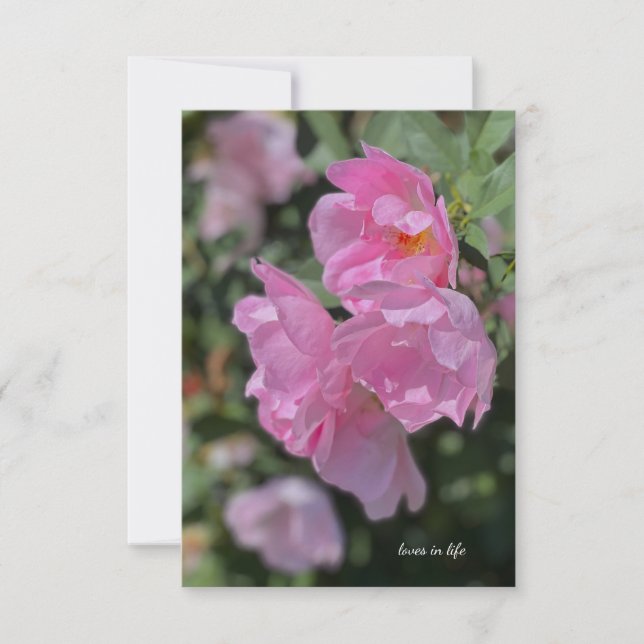 Lovely Light Pink Roses  Note Card (Front)