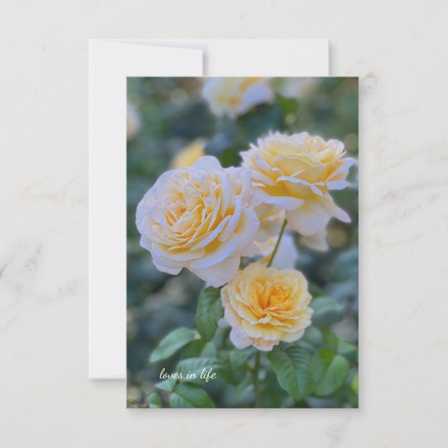 Lovely Light Yellow Roses Note Card (Front)