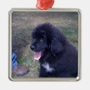 Lovely Newfie puppy (Newfoundland dog breed) Metal Ornament