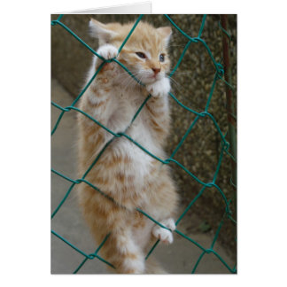 Lovely Orange Tabby Baby