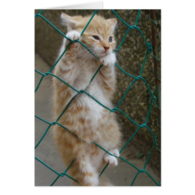 Lovely Orange Tabby Baby Cards (Front)