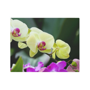 Lovely Orchid Flowers Metal Wall Art