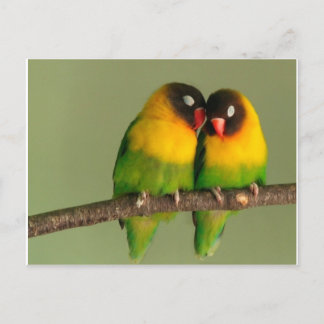 Lovely Pair of Lovebirds Postcard