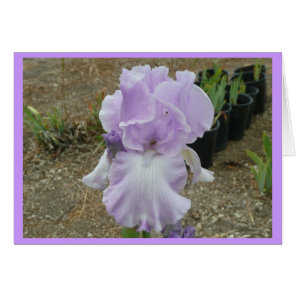 Lovely Pale Purple Iris Cards