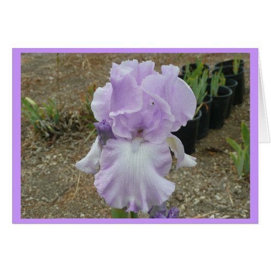 Lovely Pale Purple Iris Cards (Front Horizontal)