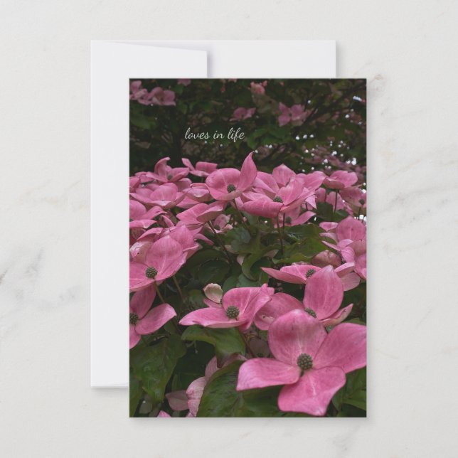 Lovely Pink Dogwood Flowers  Note Card (Front)