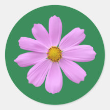 Lovely pink flower