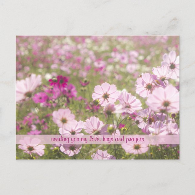 Lovely Pink Fuchsia Cosmos Flower Field Sunlight Postcard (Front)