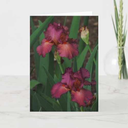 Lovely Pink Irises Greeting Card Blank Inside