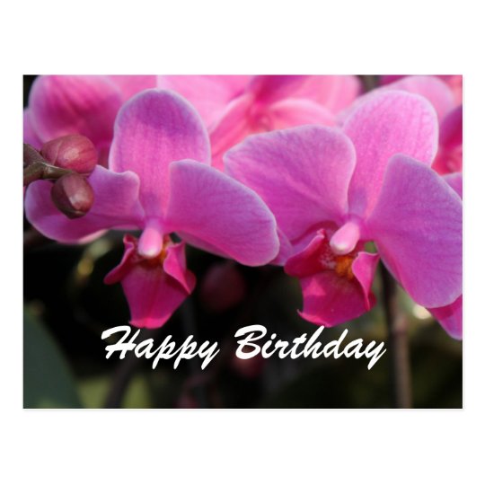 Lovely pink orchid  flowers Birthday wishes Postcard Zazzle