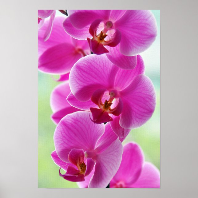 Lovely Pink Orchids Poster (Front)