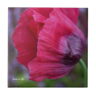 Lovely Pink & Purple Poppy  Ceramic Tile