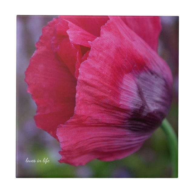 Lovely Pink & Purple Poppy  Ceramic Tile (Front)