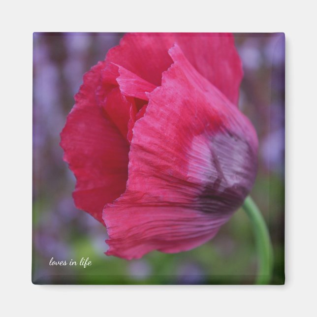 Lovely PInk & Purple Poppy Flower Magnet (Front)