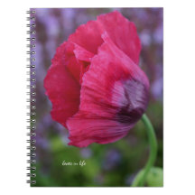 Lovely PInk & Purple Poppy Flower