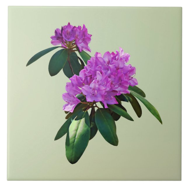 Lovely Pink Rhododendrons Ceramic Tile (Front)