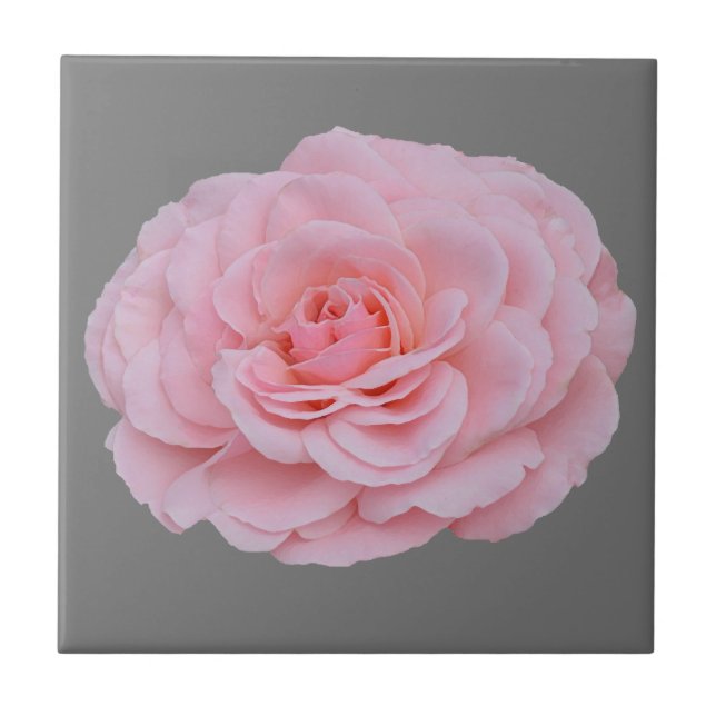 Lovely pink rose ceramic tile (Front)