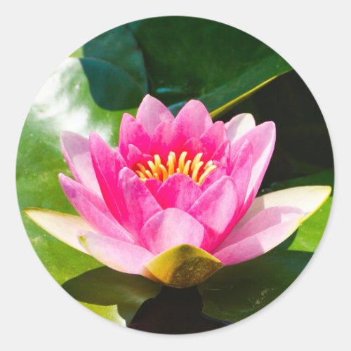 Lovely Pink water lily with green leaves Classic Round Sticker
