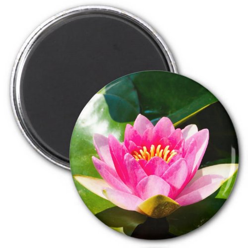 Lovely Pink water lily with green leaves Magnet