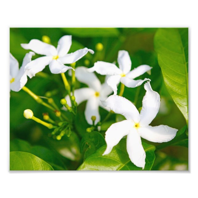 Lovely Pinwheel Jasmine Photo Print (Front)