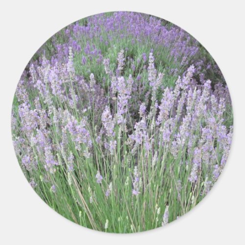 Lovely Provence French Lavender Classic Round Sticker