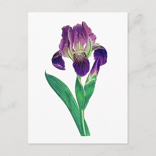 Lovely Purple Dutch Iris Postcard | Zazzle.com