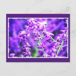 Lovely Purple Flowers Postcard
