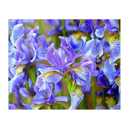 Lovely Purple Irises in May Acrylic Print