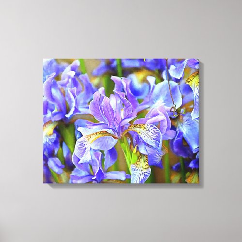 Lovely Purple Irises in May Canvas Print