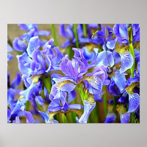 Lovely Purple Irises in May Poster