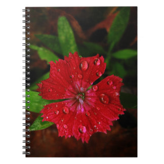 Lovely Raindrops on Red Dianthus Flower Photo Notebook